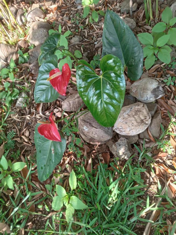 圣勒Le Jardin别墅 外观 照片