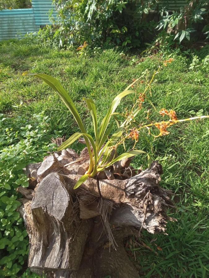 圣勒Le Jardin别墅 外观 照片