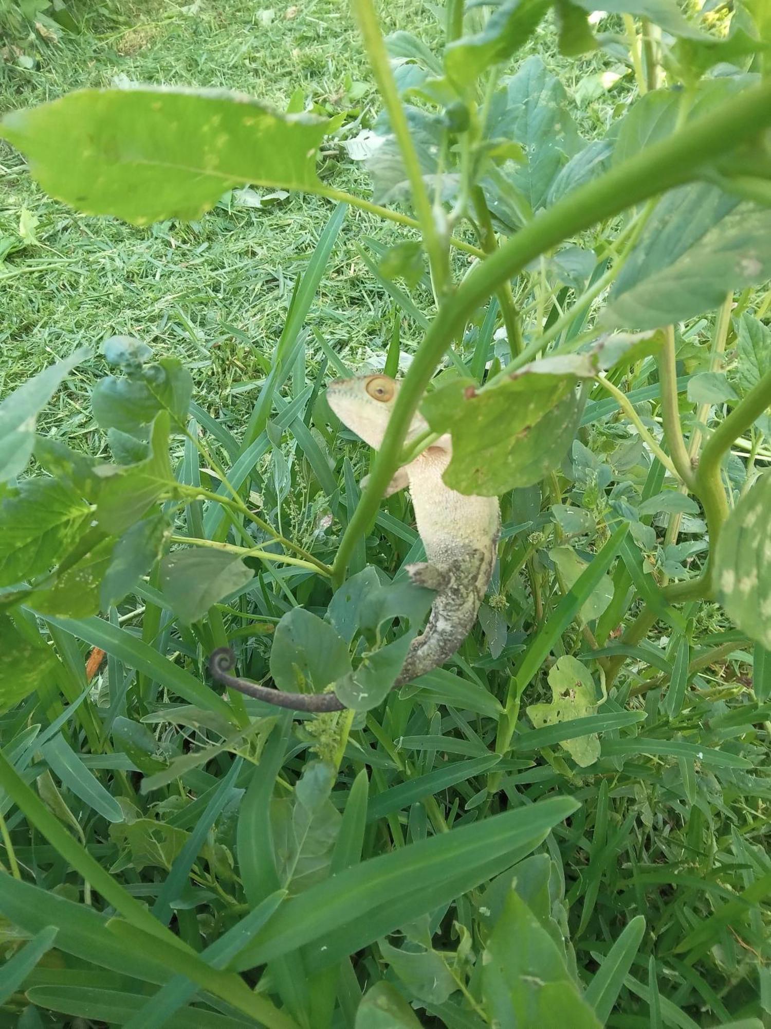 圣勒Le Jardin别墅 外观 照片